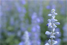 2020元宵节（2020年元宵节：回忆与祝福）